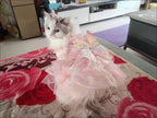 Pet Fairy Costume - Fluffy Princess Tutu Dress for Dogs and Cats, Elegant Party Gown, Photo Shooting Birthday Outfit