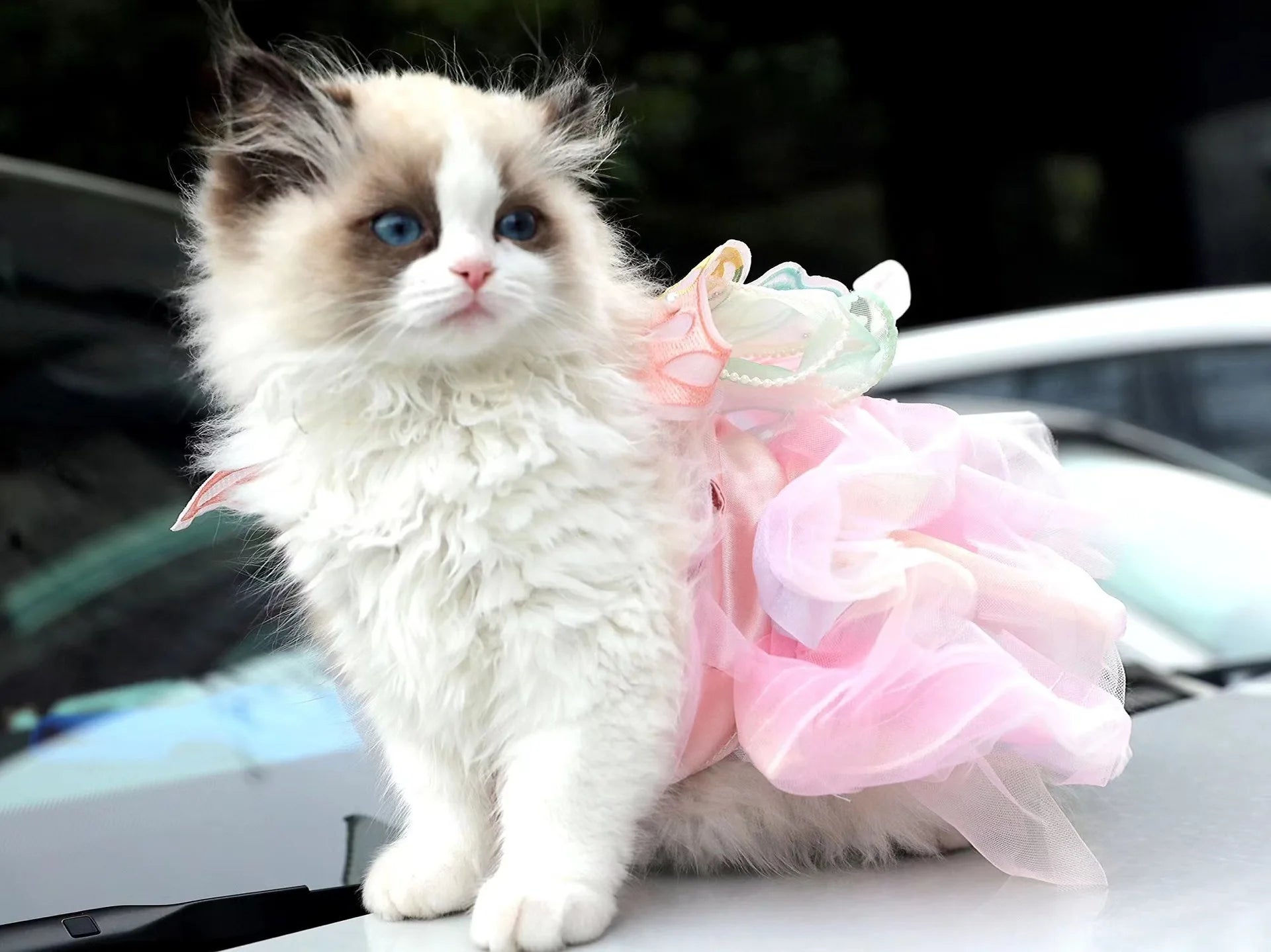 Pet Fairy Costume - Fluffy Princess Tutu Dress for Dogs and Cats, Elegant Party Gown, Photo Shooting Birthday Outfit